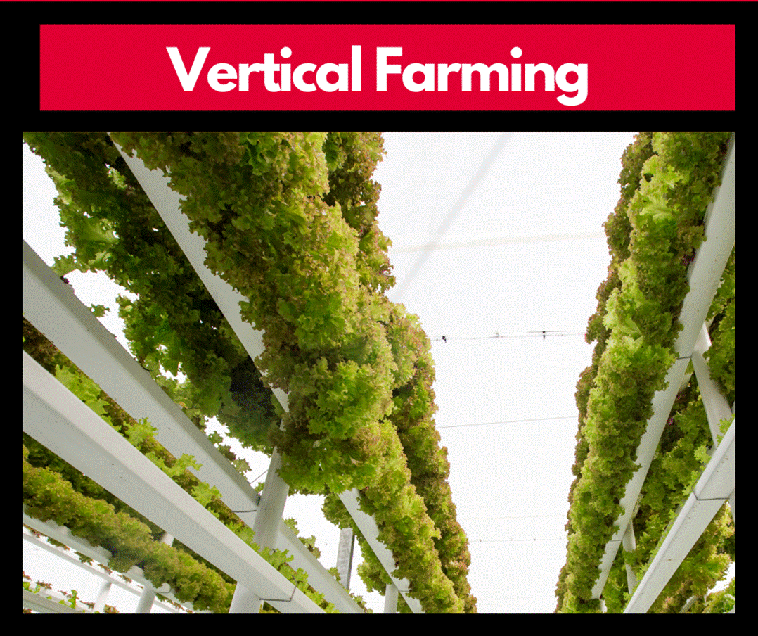 Vertical farm image of stack plants