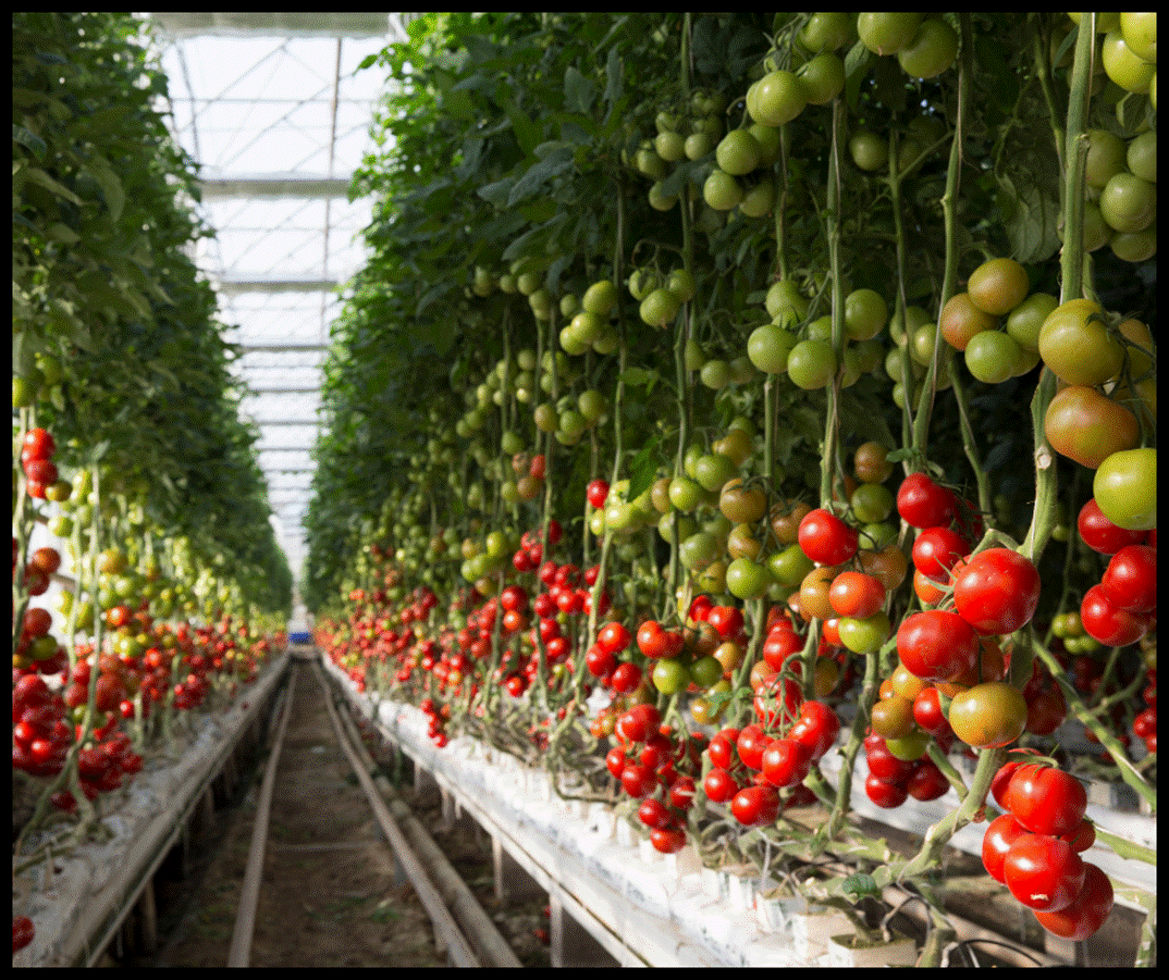 tomatoes growing at a vertical farm