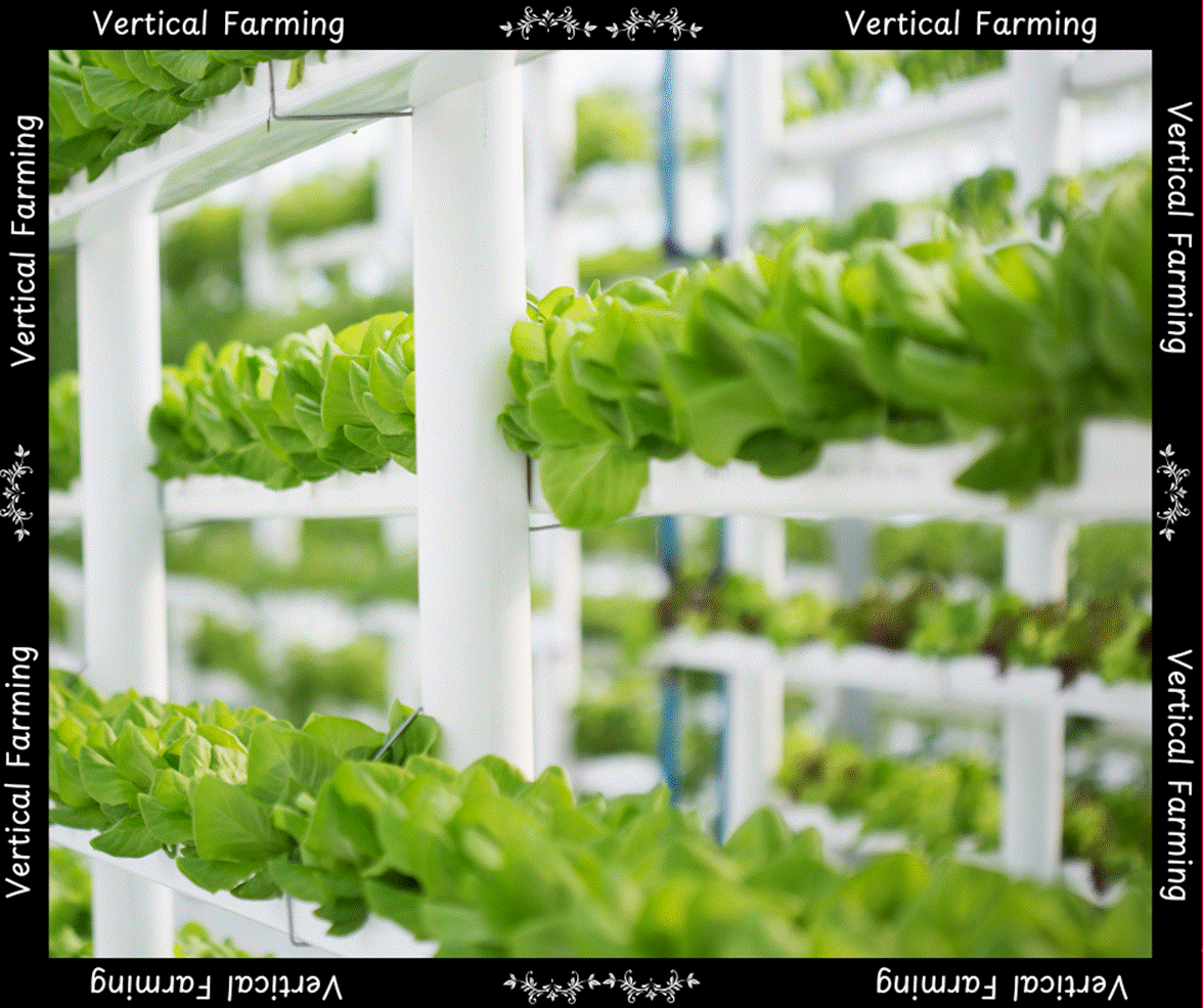 Leafy greens growing at a vertical farm