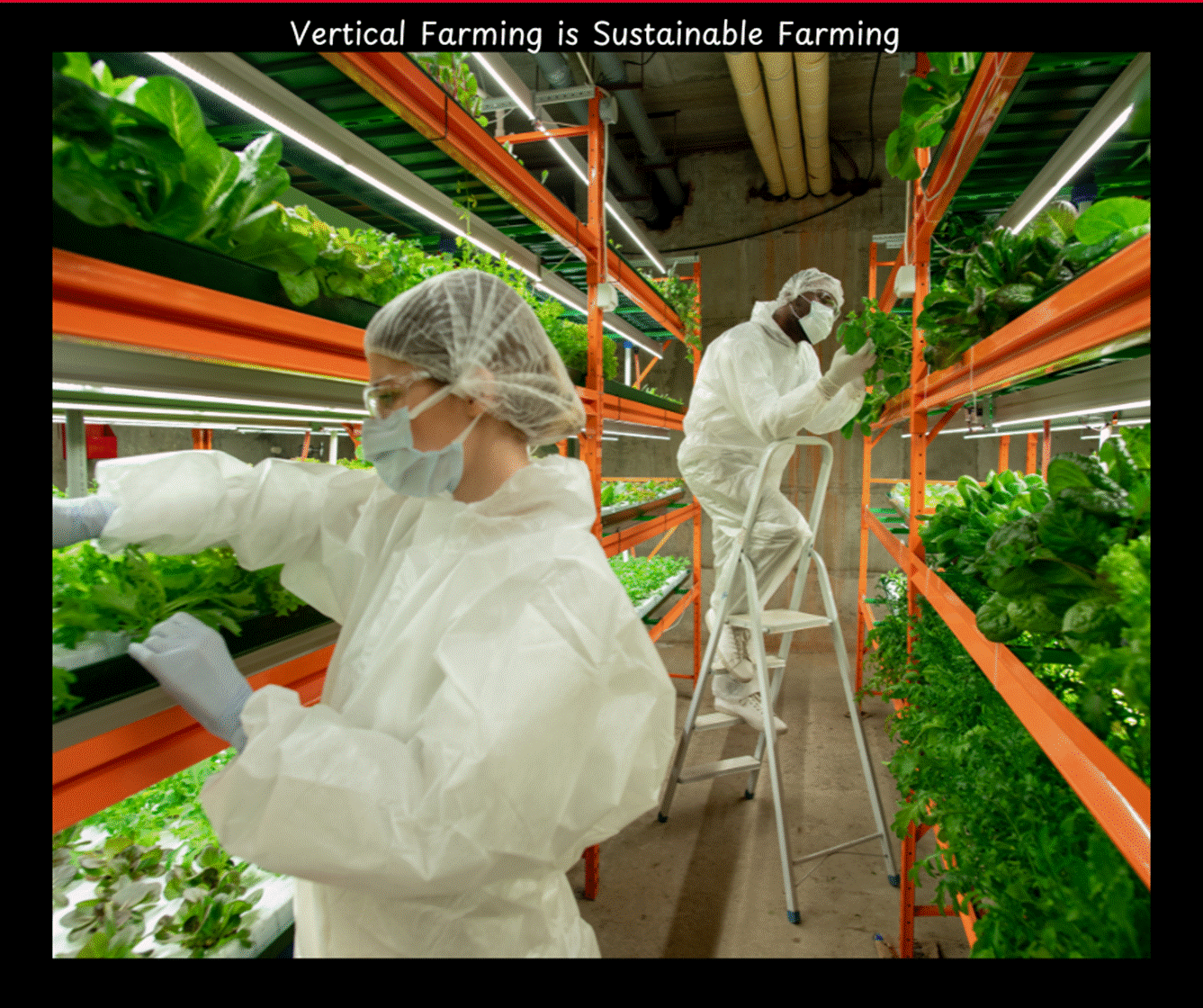 Vertical Farm employees tending to the crops